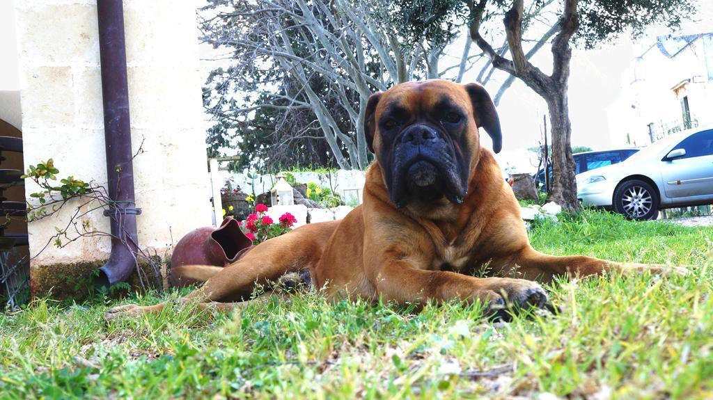 Antica Masseria Carparelli Vendégház Ostuni Kültér fotó